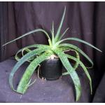 Aloe dyeri 3-gallon pots