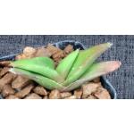 Aloe edentata 2-inch pots