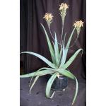 Aloe elegans 3-gallon pots