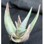 Aloe elegans 3-inch pots