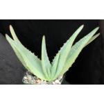 Aloe elegans (variegated) 4-inch pots
