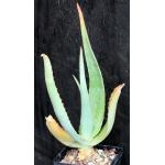 Aloe elegans 4-inch pots
