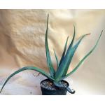 Aloe elegans 8-inch pots