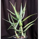 Aloe elgonica 2-gallon pots