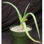 Aloe eminens 8-inch pots