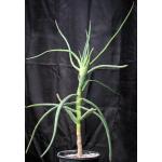 Aloe eminens 5-gallon pots