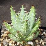 Aloe erinacea 5-inch pots