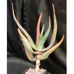 Aloe ferox (candelabrum) 5-inch pots