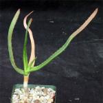 Aloe fievetii 4-inch pots