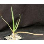 Aloe fievetii 5-inch pots