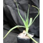 Aloe fievetii one-gallon pots