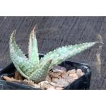 Aloe fleuretteana 2-inch pots