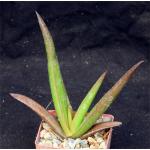 Aloe fleurentiniorum 3-inch pots