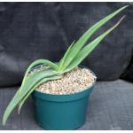 Aloe fleurentiniorum 8-inch pots