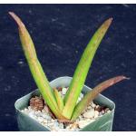 Aloe fleurentiniorum 2-inch pots