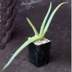 Aloe flexilifolia 2-inch pots