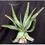 Aloe fosteri 2-gallon pots