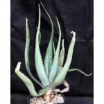Aloe fosteri one-gallon pots