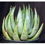 Aloe gerstneri 5-gallon pots