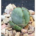 Aloe gerstneri 3-inch pots