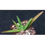 Aloe gilbertii 4-inch pots