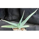 Aloe gilbertii 4-inch pots