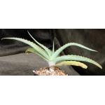 Aloe gilbertii 5-inch pots