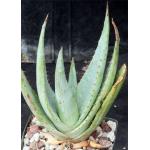 Aloe glauca 4-inch pots