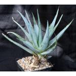 Aloe glauca hybrid one-gallon pots