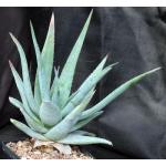 Aloe glauca ssp. spinosior one-gallon pots