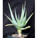 Aloe glauca one-gallon pots