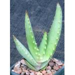Aloe globuligemma 3-inch pots