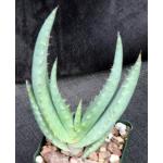 Aloe globuligemma 4-inch pots