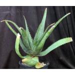 Aloe greatheadii var. davyana (verdoorniae) 2-gallon pots