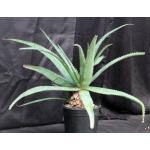 Aloe greatheadii var. davyana (verdoorniae) 2-gallon pots