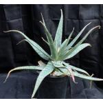 Aloe greatheadii var. greatheadii 2-gallon pots