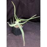 Aloe greenii one-gallon pots