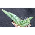 Aloe grisea 2-inch pots