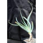 Aloe hardyi one-gallon pots