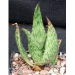 Aloe harlana 5-inch pots