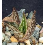 Aloe harlana 2-inch pots