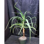 Aloe helenae 10-inch pots