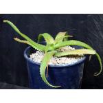 Aloe helenae 2-gallon pots