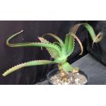 Aloe helenae 5-inch pots