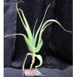 Aloe helenae 5-inch pots