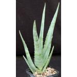 Aloe helenae 5-inch pots