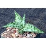 Aloe hemmingii 3-inch pots