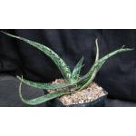 Aloe hemmingii one-gallon pots