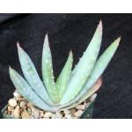 Aloe hereroensis 4-inch pots