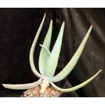 Aloe hereroensis 5-inch pots